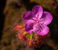 květ Drosera lasiantha